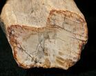 Polished Petrified Wood Limb - Madagascar #17154-1